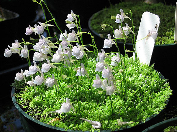 Ugraminifolia2.jpg