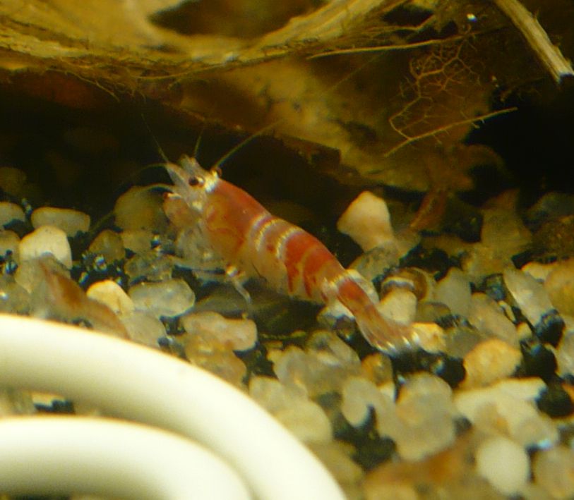 P1010295a.jpg