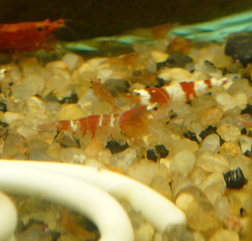 P1010301a.jpg