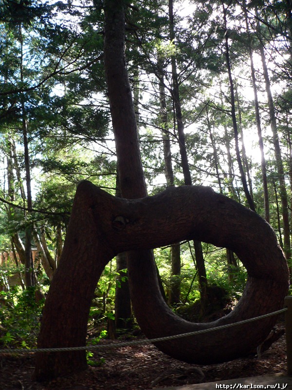 6tree_l.jpg