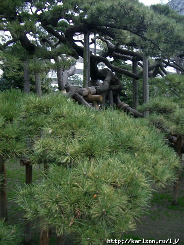 300_years_old_pine.jpg