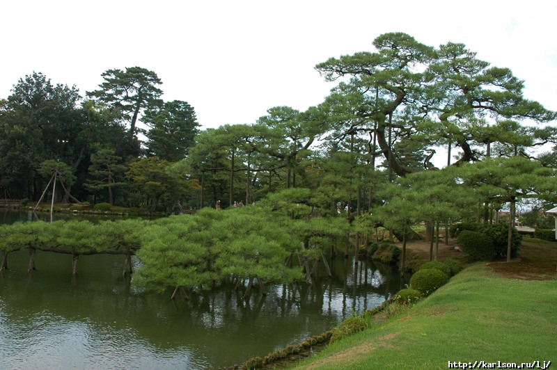 living_tree02_l.jpg