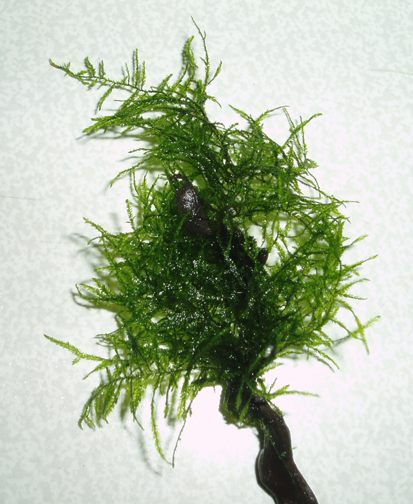 Triangle Moss - Cratoneuron filicinum1.JPG