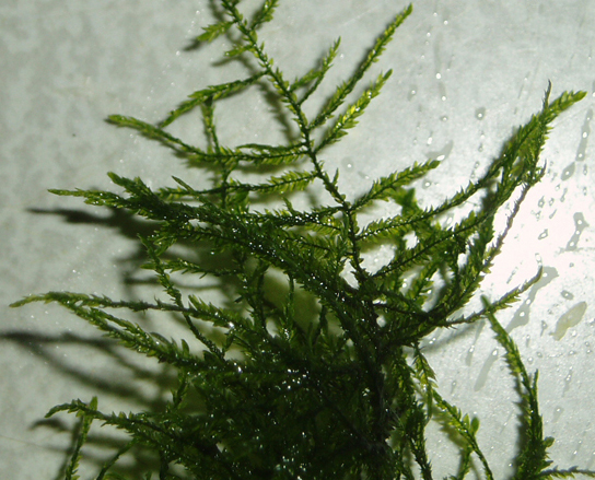 Triangle Moss - Cratoneuron filicinum2.JPG