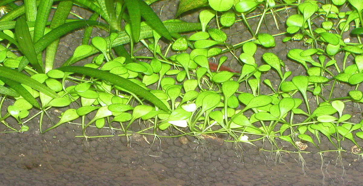 PA060002пр.jpg