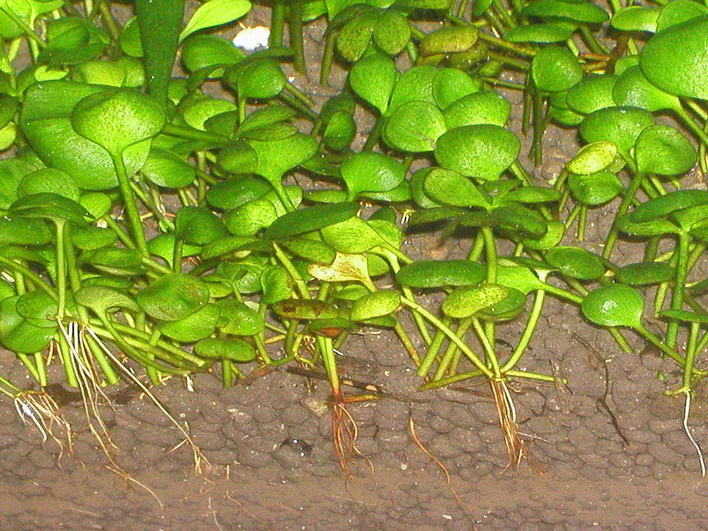 PA060003пр.jpg