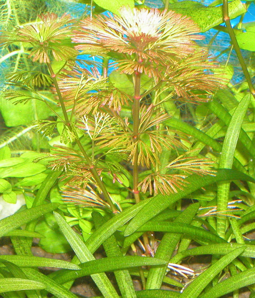 PA060004пр.jpg