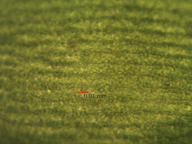 Triangle Moss -Cratoneuron filicinumХ200.jpg