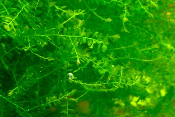 Amblystegiaceae sp...jpg