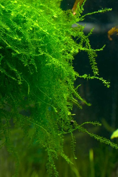 Amblystegiaceae sp..jpg