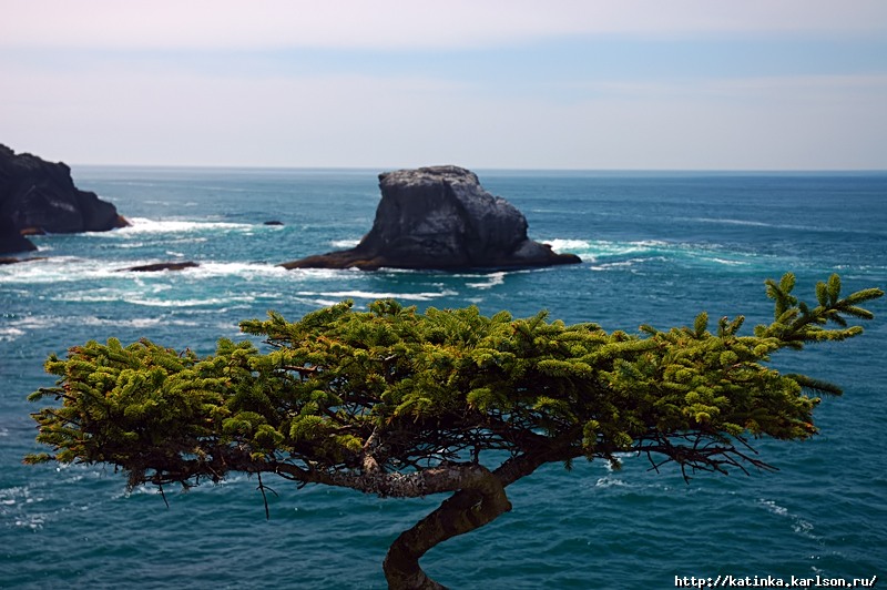 tree.jpg