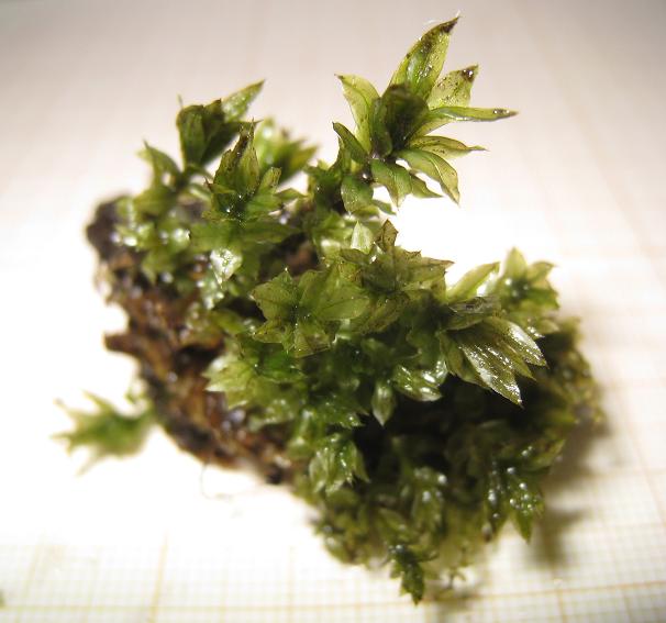 Star Moss.jpg