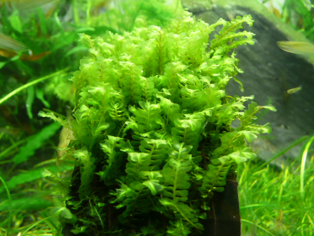 Hanegoke sp. cameroon.JPG