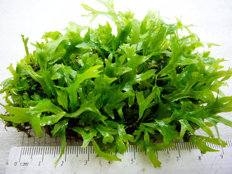 Microsorum pteropus f. cristata.jpg