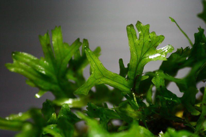 Microsorum pteropus f. cristata1.jpg