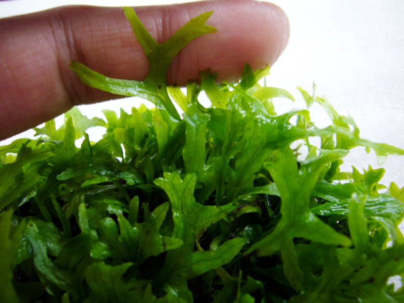 Microsorum pteropus f. cristata2.jpg