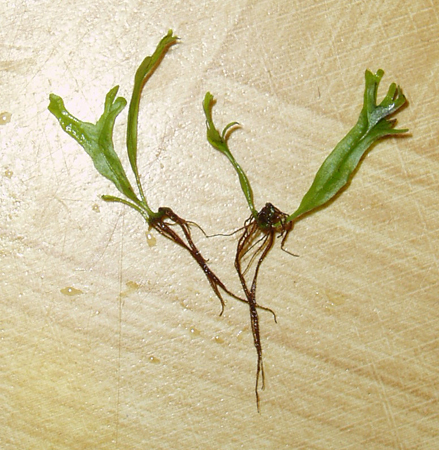 P1010136.JPG