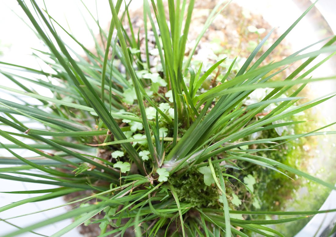 acorus_kokedama_nata_boa.jpg