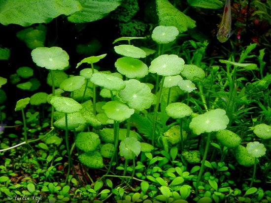 Hydrocotyle_verticillata_0.jpg