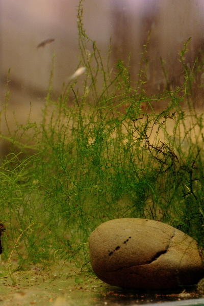 2011_01_25_0019moss.JPG