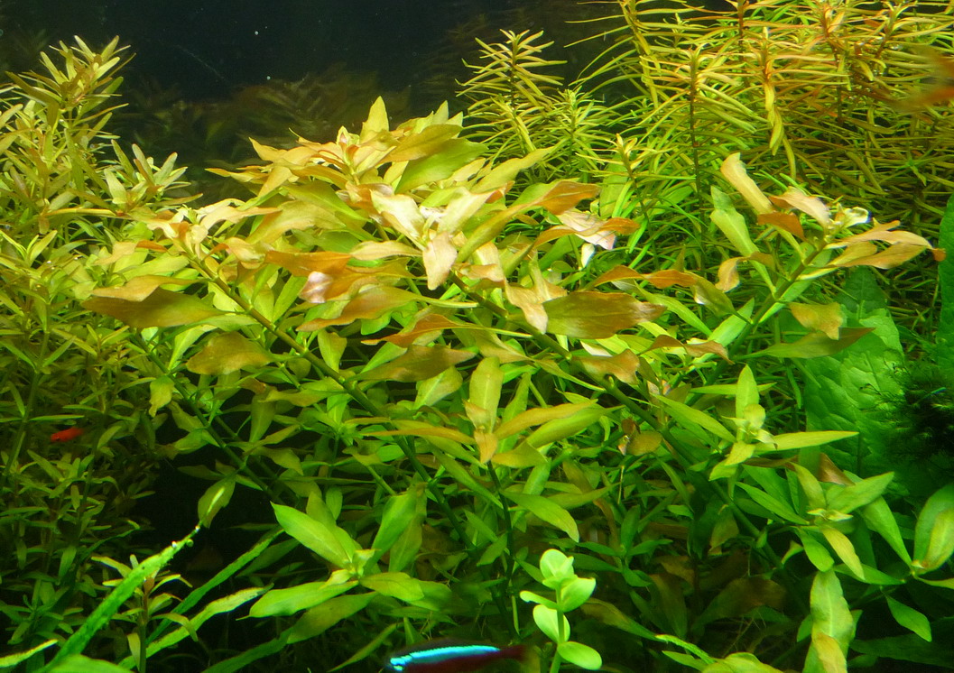 P1020911.jpg
