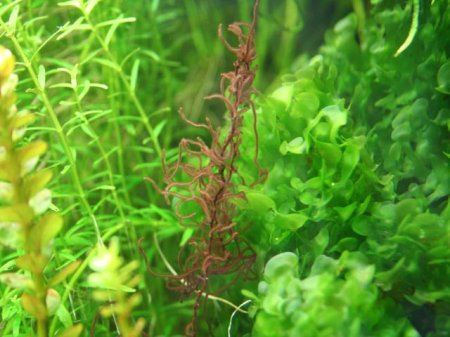 Nemalion_sp_02.jpg