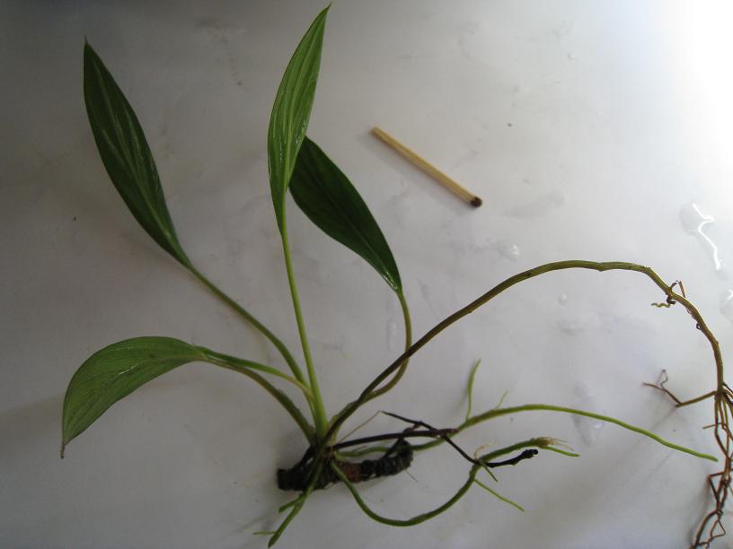 Homalomena sp. Bonus.jpg