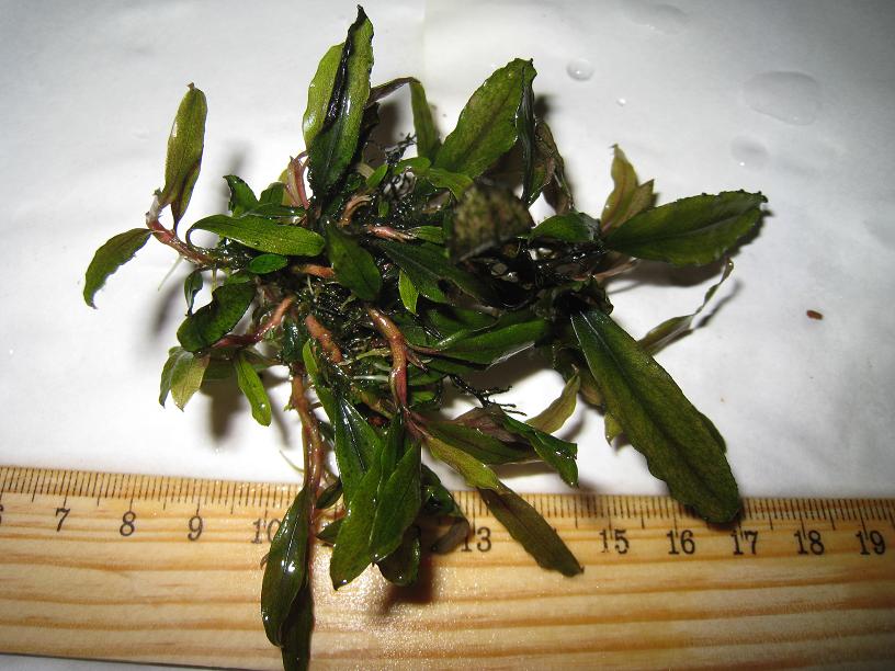 Bucephalandra sp. Kualakuayan 2.jpg