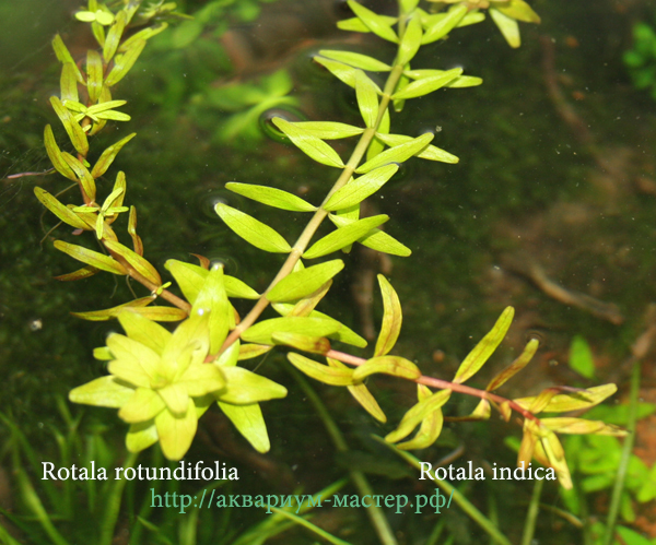 Rotala rotundifolia и Rotala indica.jpg