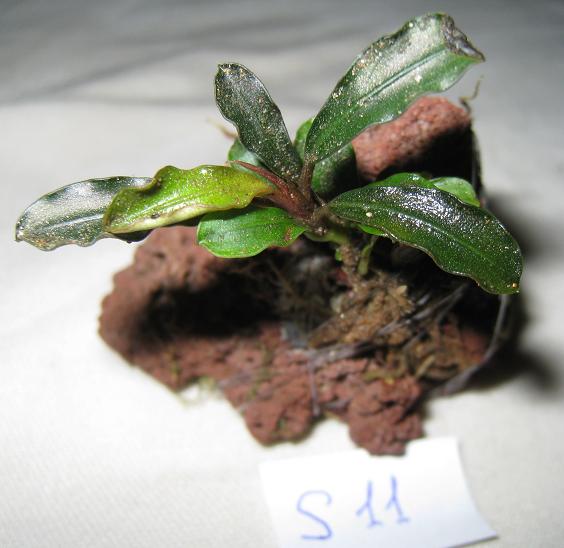 Bucephalandra sp. S11.jpg