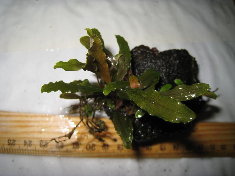 Bucephalandra sp. RGV, West Kalimantan.jpg