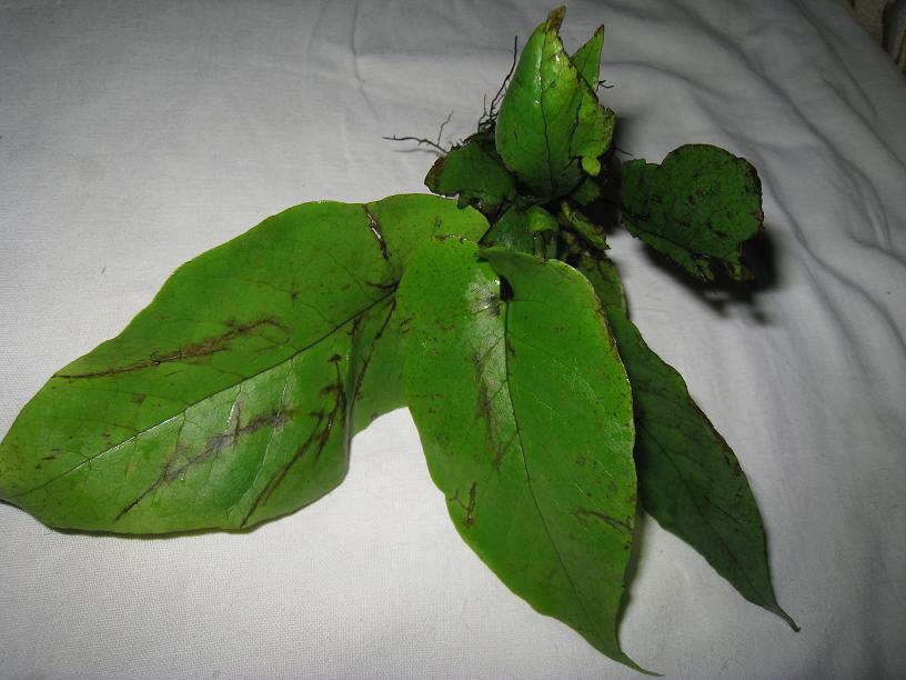 bolbitis sp. Matang.jpg