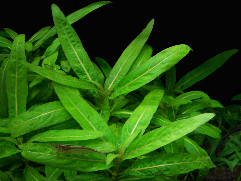 StaurogynespLowGrowSM_TimGross2008.jpg