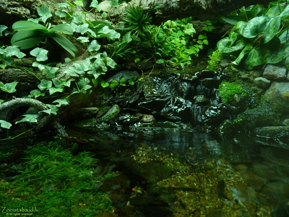Paludarium_01.jpg