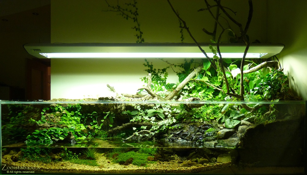 Paludarium_02.jpg
