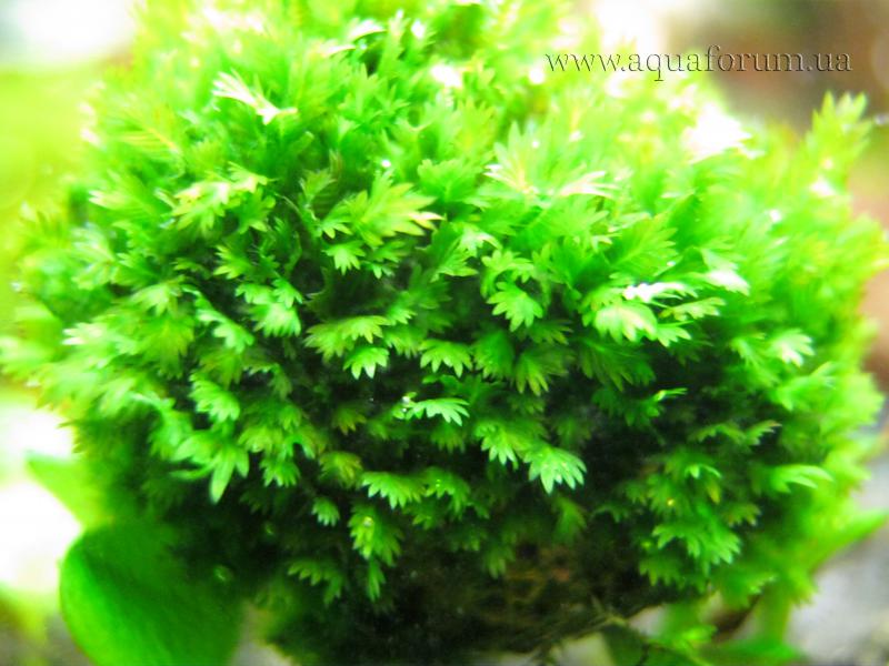 Fissidens Splachnobryioides (1).jpg