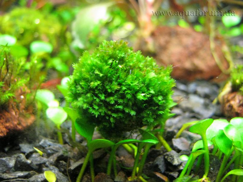Fissidens Splachnobryioides (2).jpg