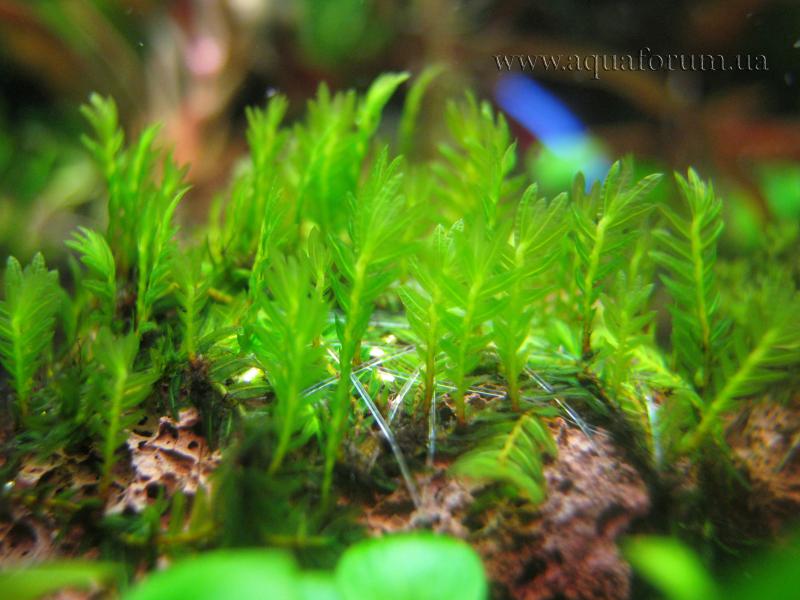 Fissidens sp.Himehougoke.jpg
