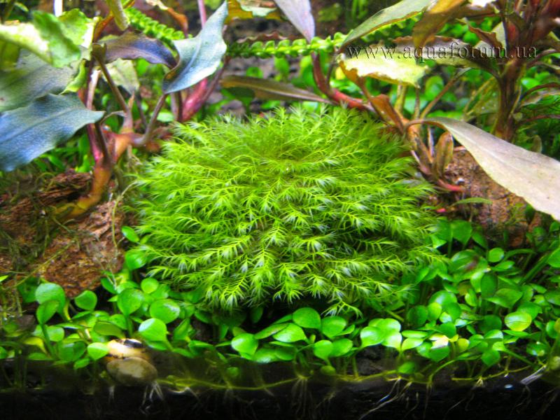 Fissidens fontanus.jpg