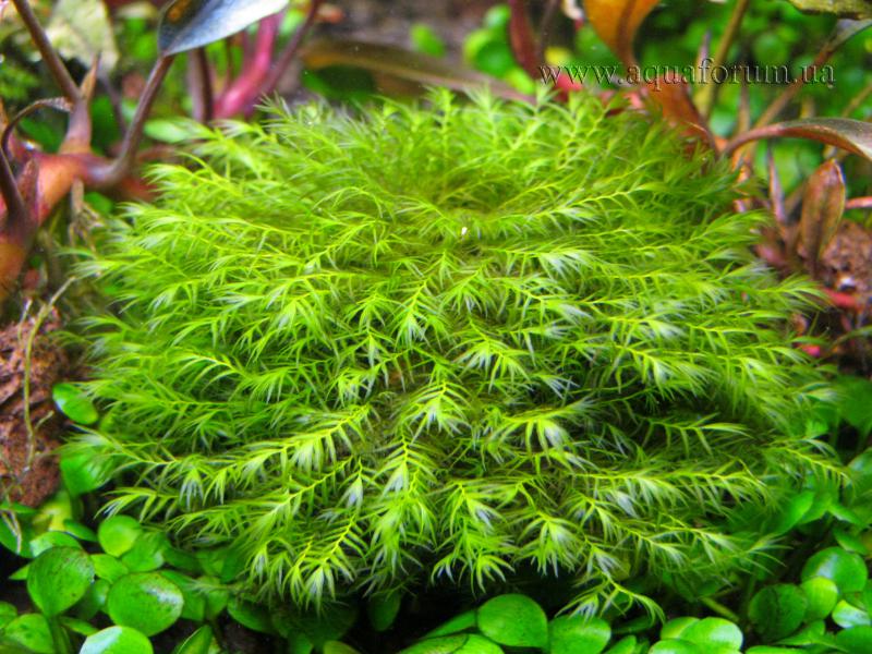 Fissidens fontanus2.jpg