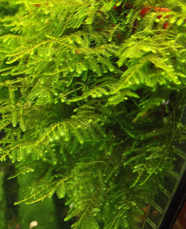 moss  na.JPG