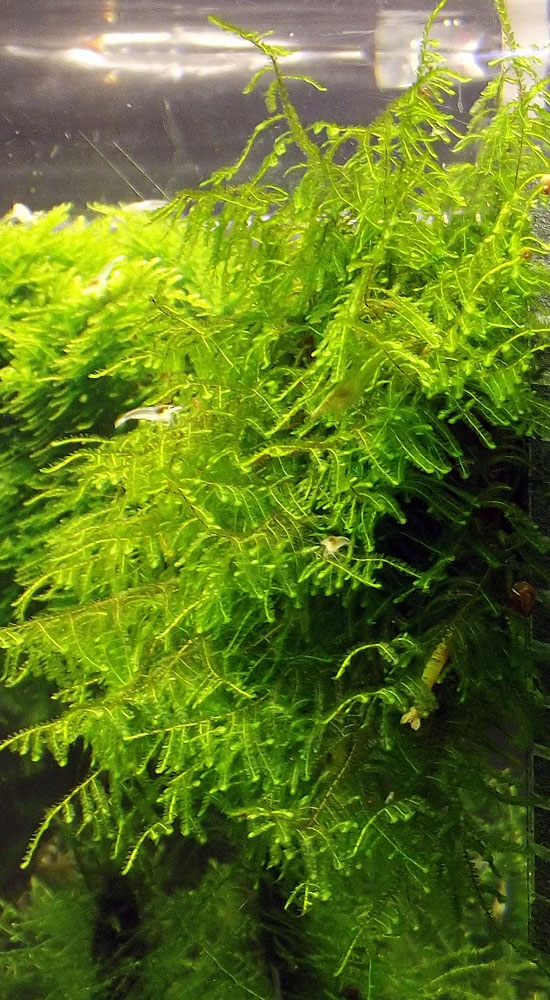 moss  n a.jpg
