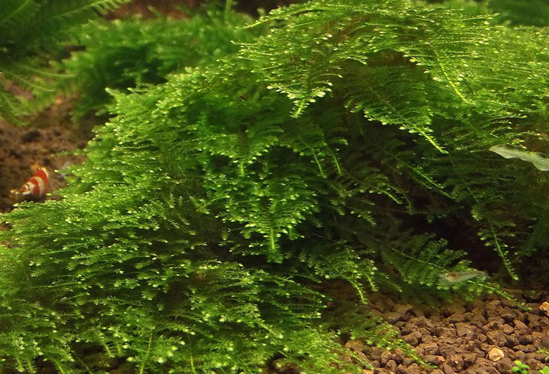 Triangle Moss - Cratoneuron filicinum.JPG