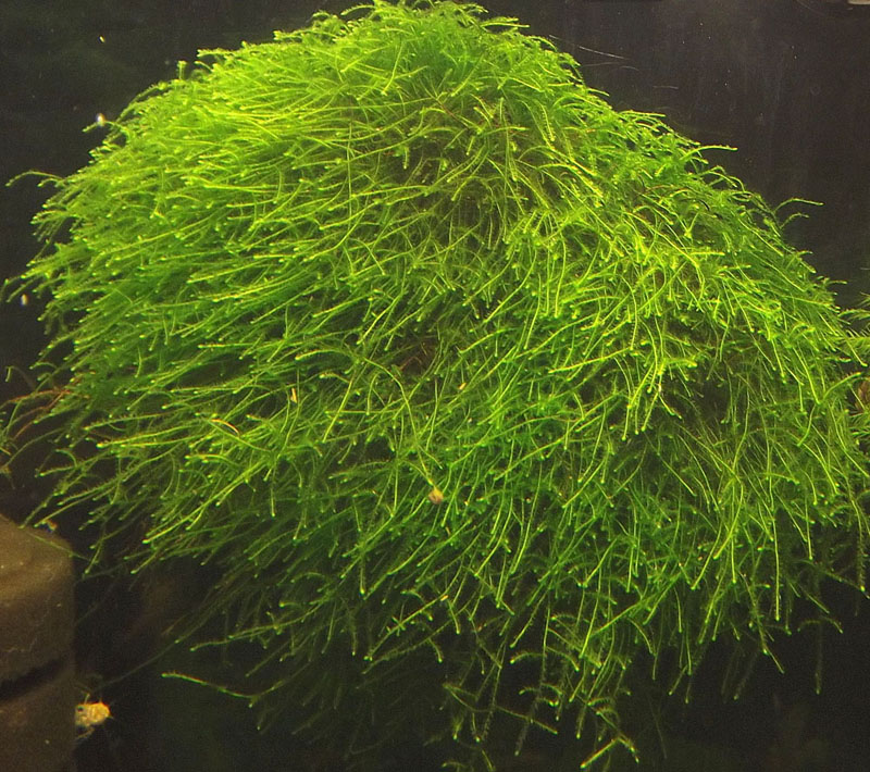 moss sp. THAMARASSERY.JPG