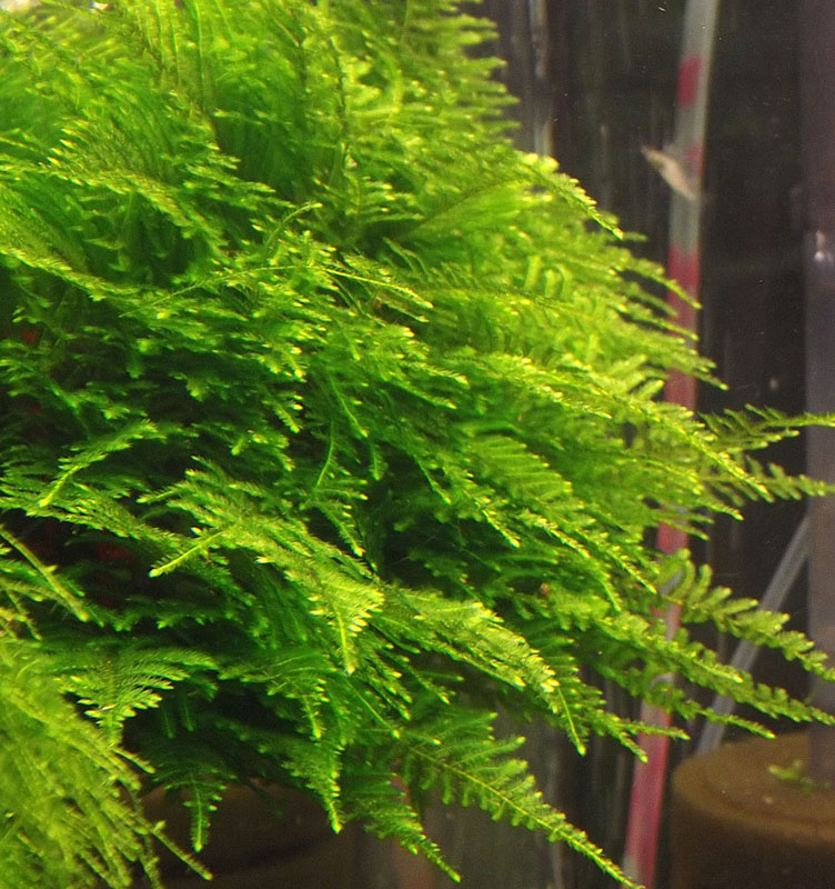 Taiwan moss.JPG