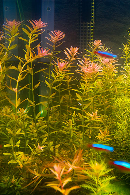 Rotala.jpg