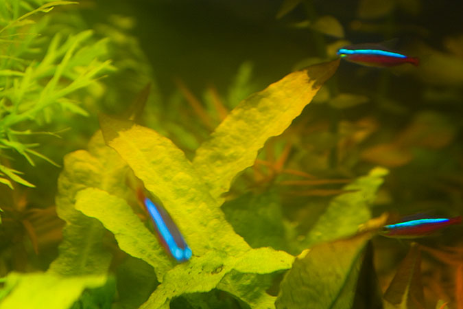 Microsorum.jpg