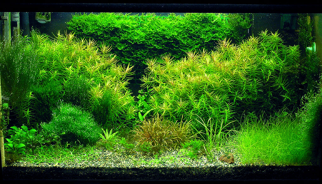 aquas211108.jpg